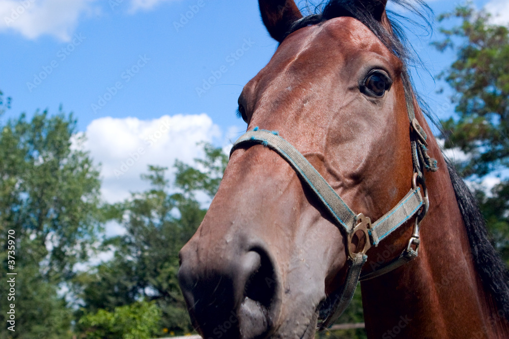 Obraz premium Horse