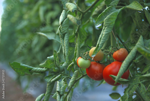 Obraz na plátně fresh tomato in greenhouse