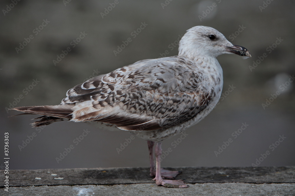 Naklejka premium jeune goéland gis