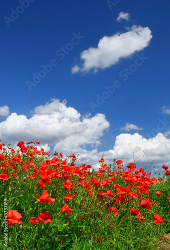 field of red poppies with cumulus clouds,  #3737189