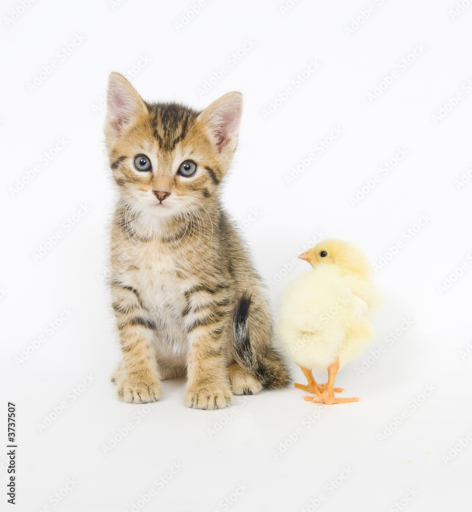 kitten and baby chick kitten and baby chick