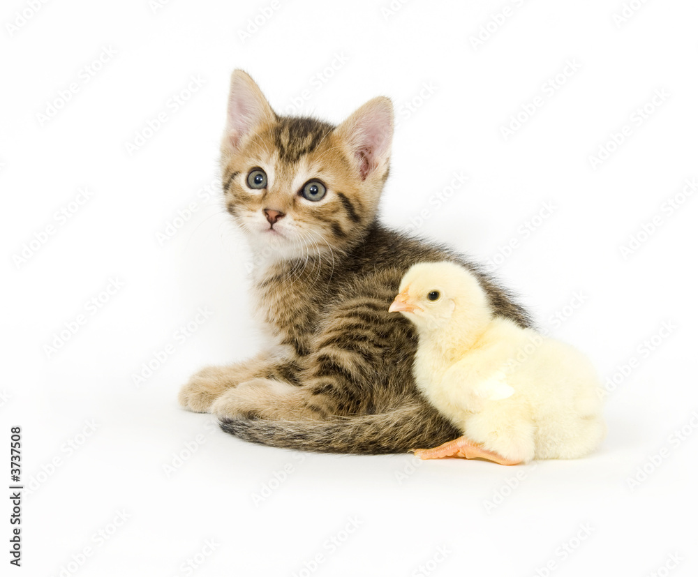 kitten and baby chick