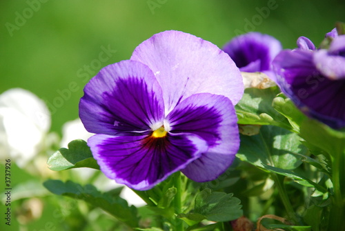 Purple pansy flower