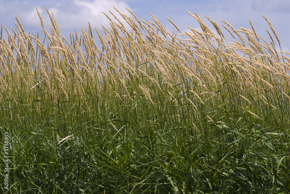 Fototapeta premium Tall summer grass background