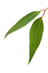 Gum leaves on white background.