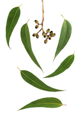 Gum leaves and gumnuts, well isolated on white. 