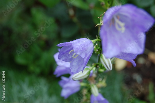 Glockenblumen photo