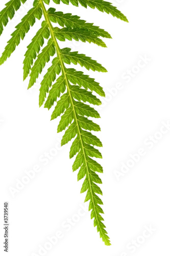 Tip of a fern frond, in closeup, isolated on white.