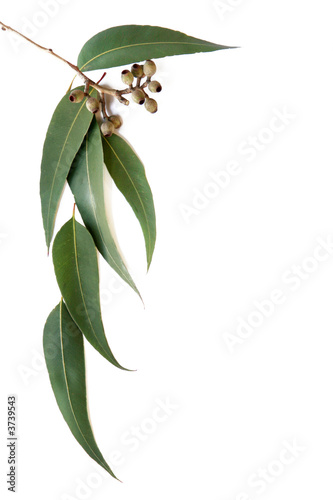 Gum leaves and gumnuts form a border on white background. photo