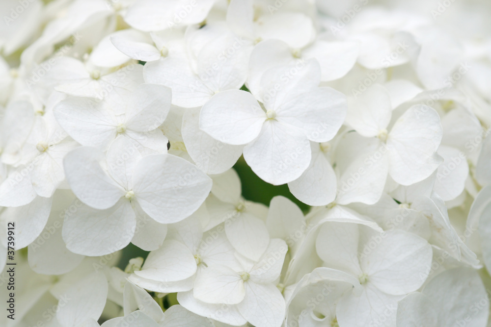 White hydrangea blossoms as background White hydrangea blossoms as background