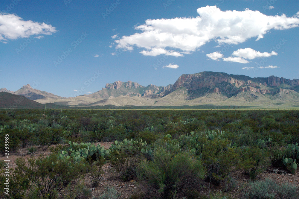 Desert landscape with the Chisos mountains 