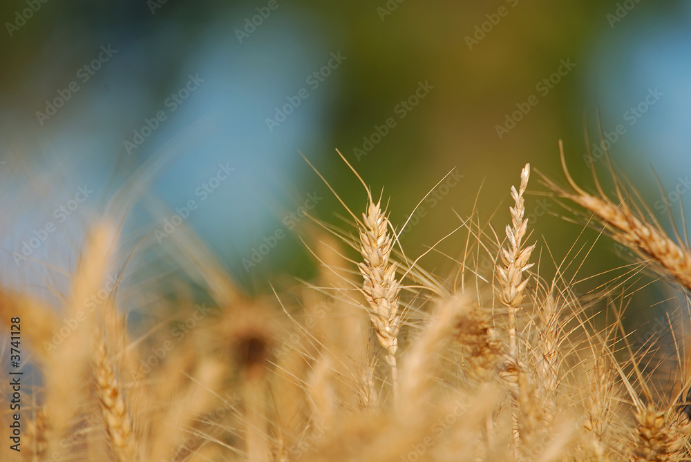 Fototapeta premium wheat and blue sky