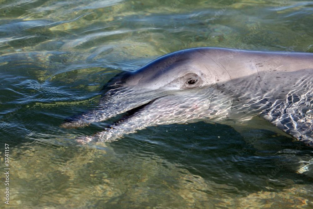 Fototapeta premium Delfinportrait Australienn_07_1493