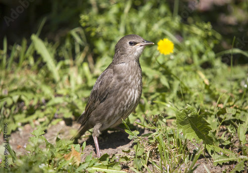 The young female starling in sunny day