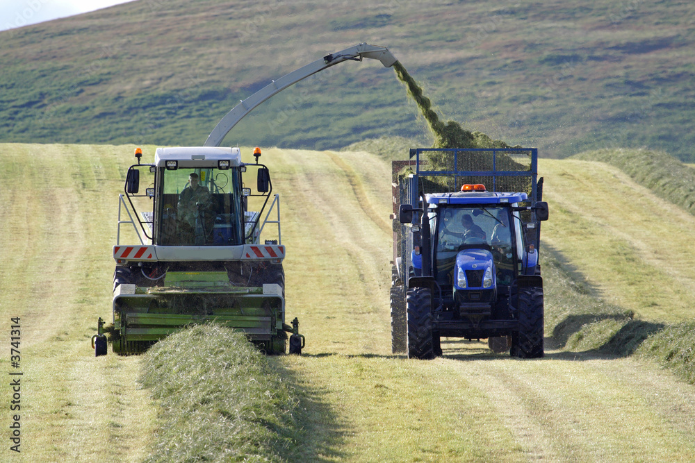 Fototapeta premium Collecting the Silage for feeding the animals in winter