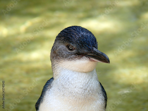fairy penguin close up