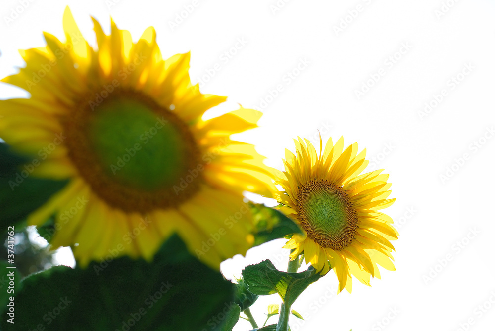 Fototapeta premium sonflower