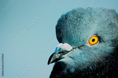 pigeon © Ilya Mihailov