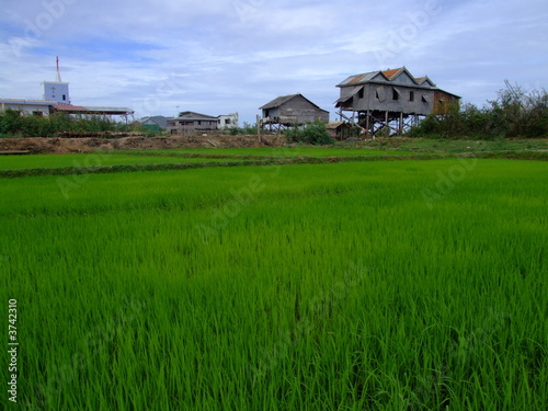 Riziere, Cambodge