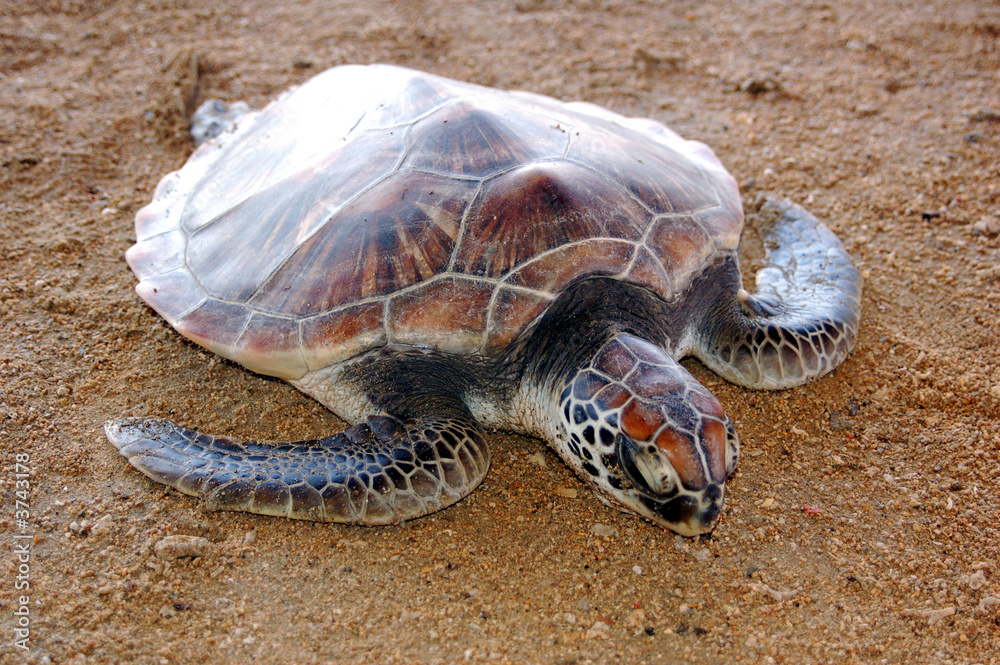 tortue marine ; Bali Stock Photo | Adobe Stock