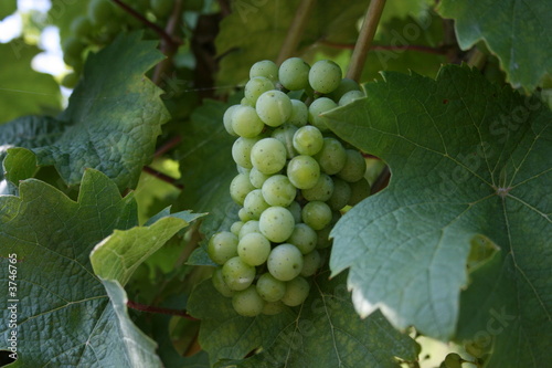 Grappe de raisins dans le vignoble alsacien photo