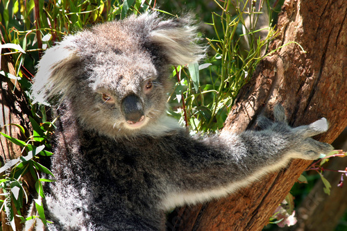 Photography Australian koala in australian wild animal park