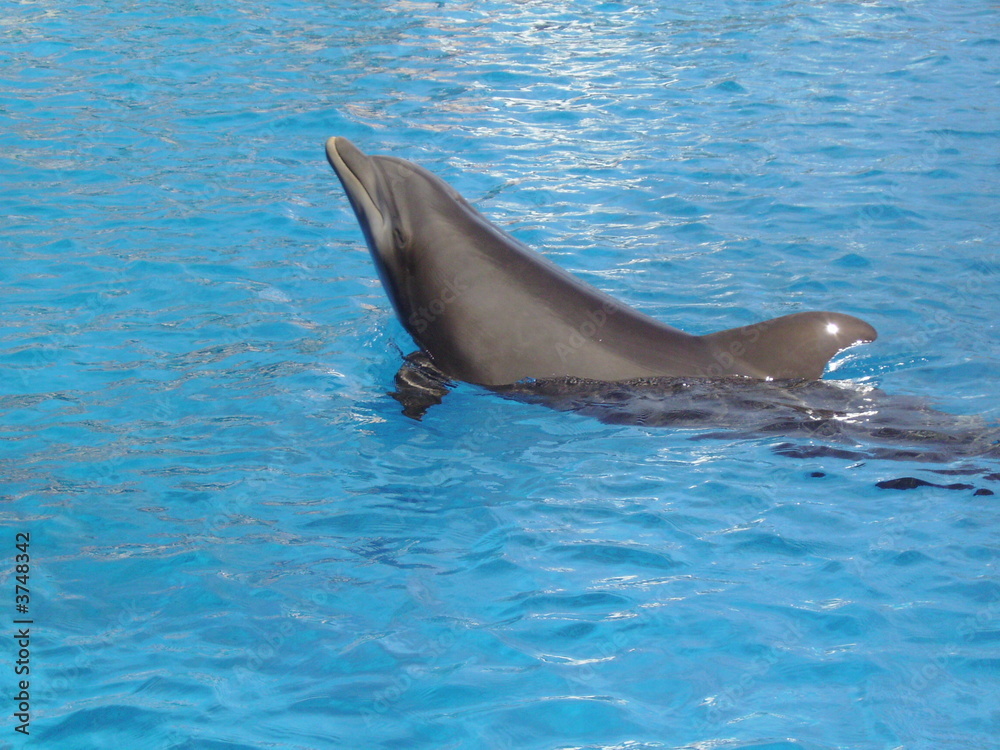 Obraz premium dauphin