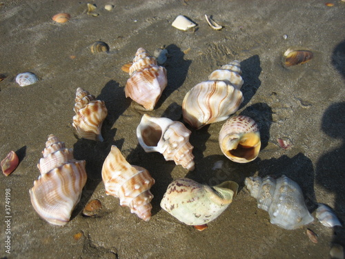 Mussels NZ