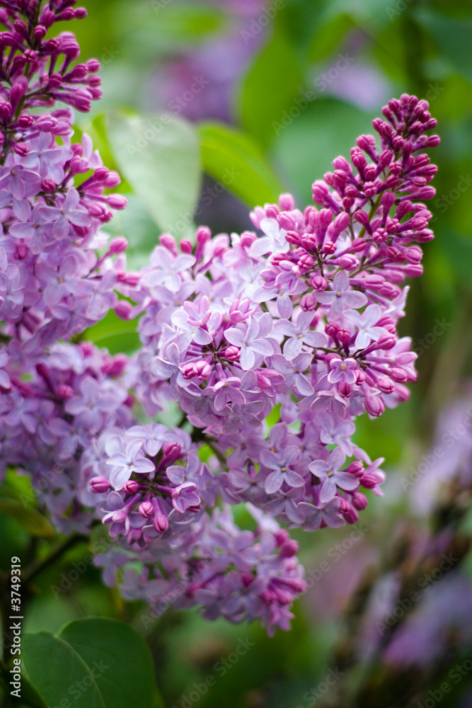 Flowering lilac in the city park. Novosibirsk, may 2007 Flowering lilac in the city park. Novosibirsk, may 2007