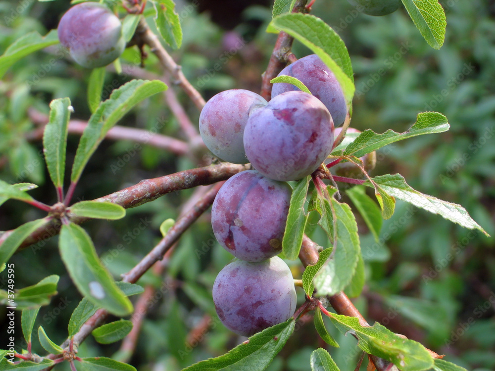 Prunes dans l'arbre