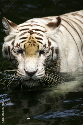 White Tiger