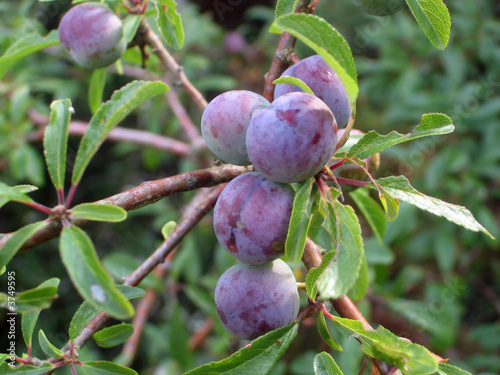Obraz na płótnie Prunes dans l'arbre w salonie