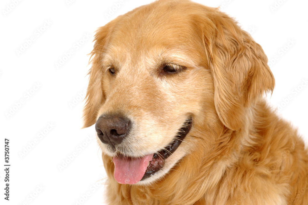 Golden retriever dog, purebred, in a studio