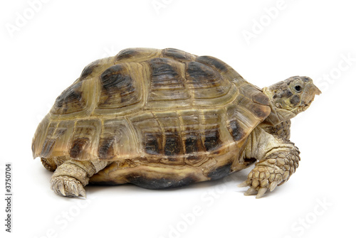 Reptile turtle, isolated object ower white