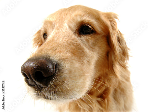 Golden retriever dog, taken at fun angle with wide angle lens