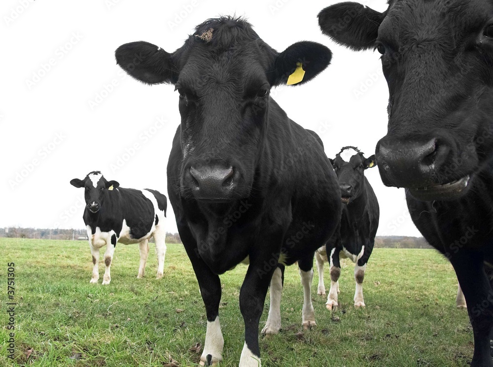 Curious Cows