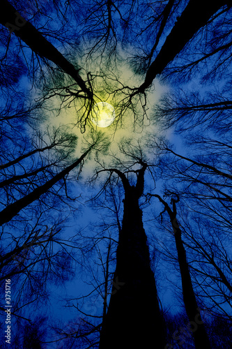 A shot looking up at the sky in forest