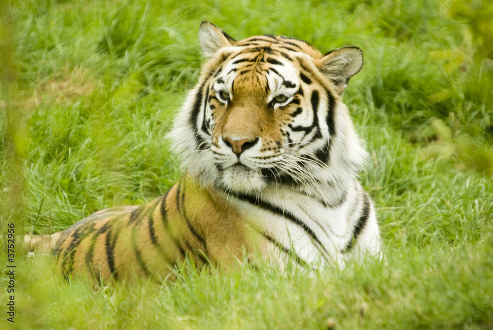 Naklejka premium Amur Tiger (Panthera tigris altaica)