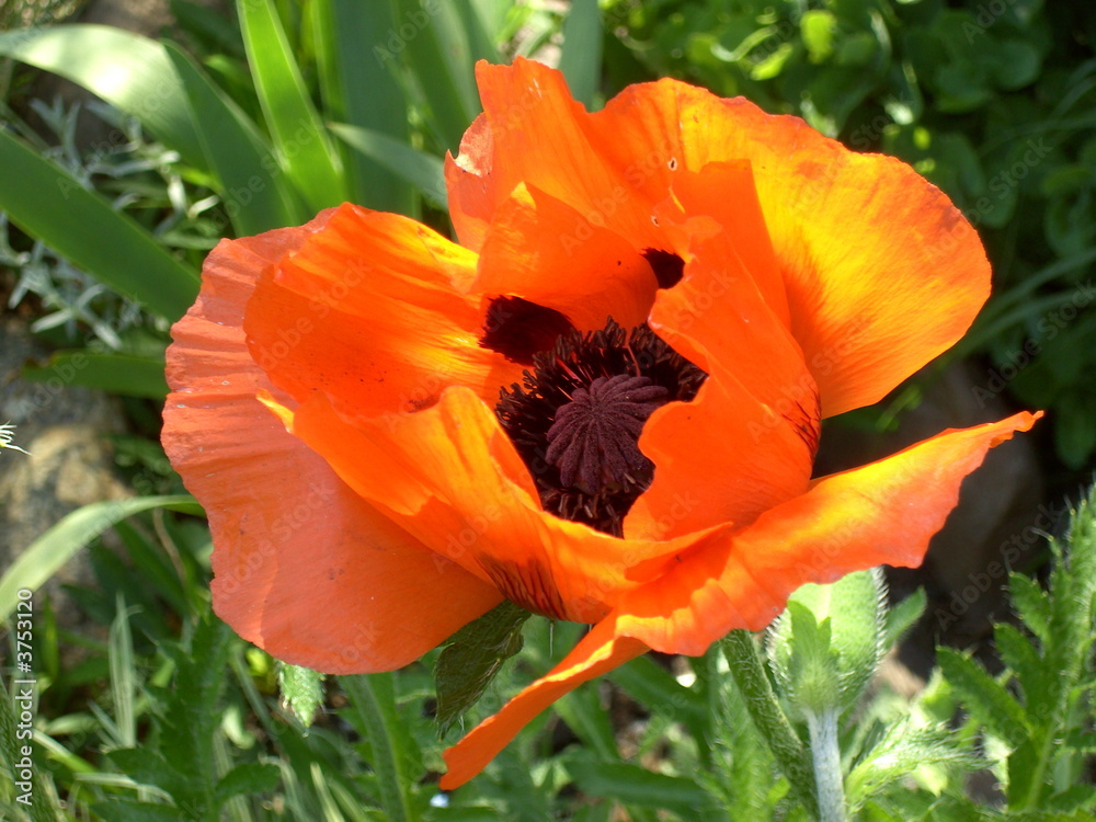 Naklejka premium Türkischer Mohn 06