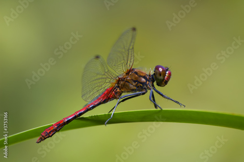 red dragonfly sitting on the leaf, green blurry background