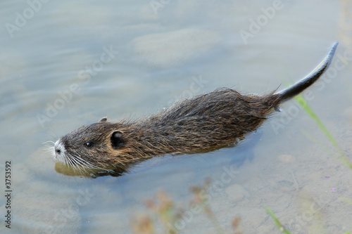 Piccolo di nutria (o castorino)