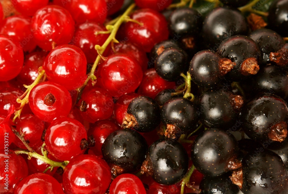 black and red currant