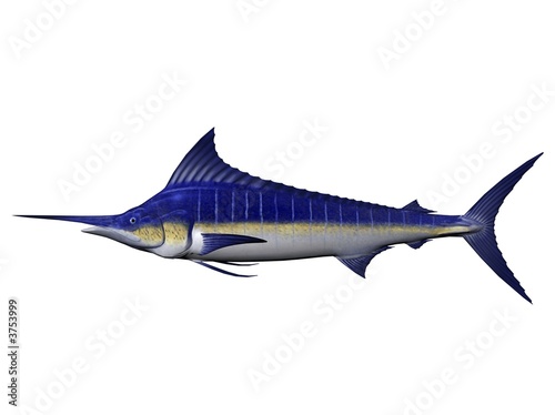 Marlin