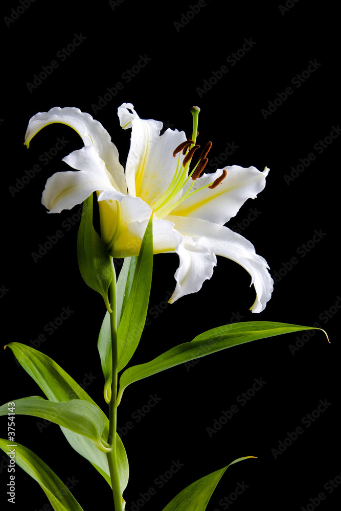 white lily on black background white lily on black background