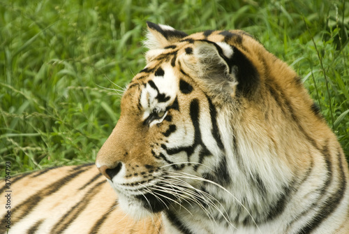 Amur Tiger  Panthera tigris altaica  looking to left of frame