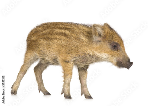 young wild boar in front of a white background