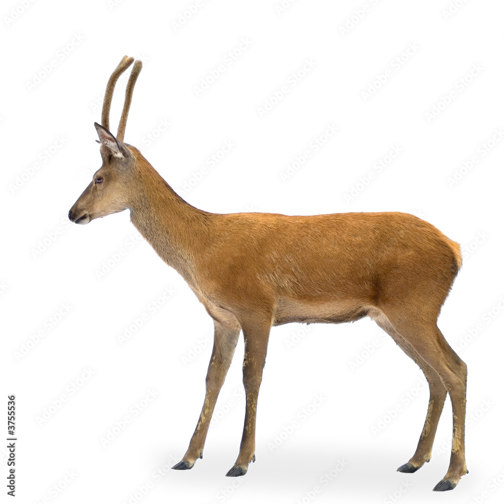 Naklejka premium deer in front of a white background and looking at the camera