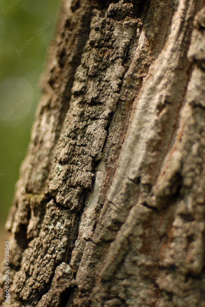 Old oak