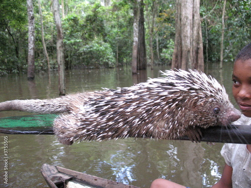 Fotografie Cuandú, Greifstachler,  Amazonas