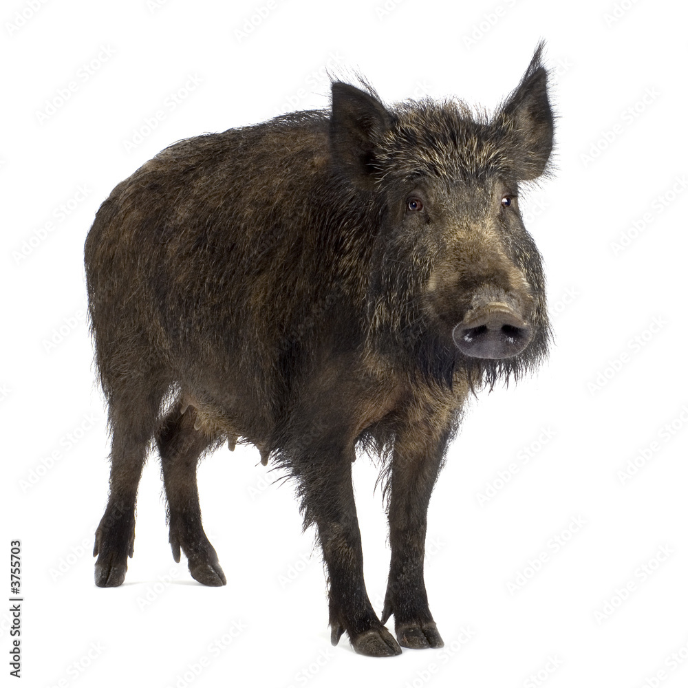 wild boar in front of a white background wild boar in front of a white background